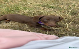 Dachshund dogs for sale: 2 dachshund needing a forever home   - Image 4