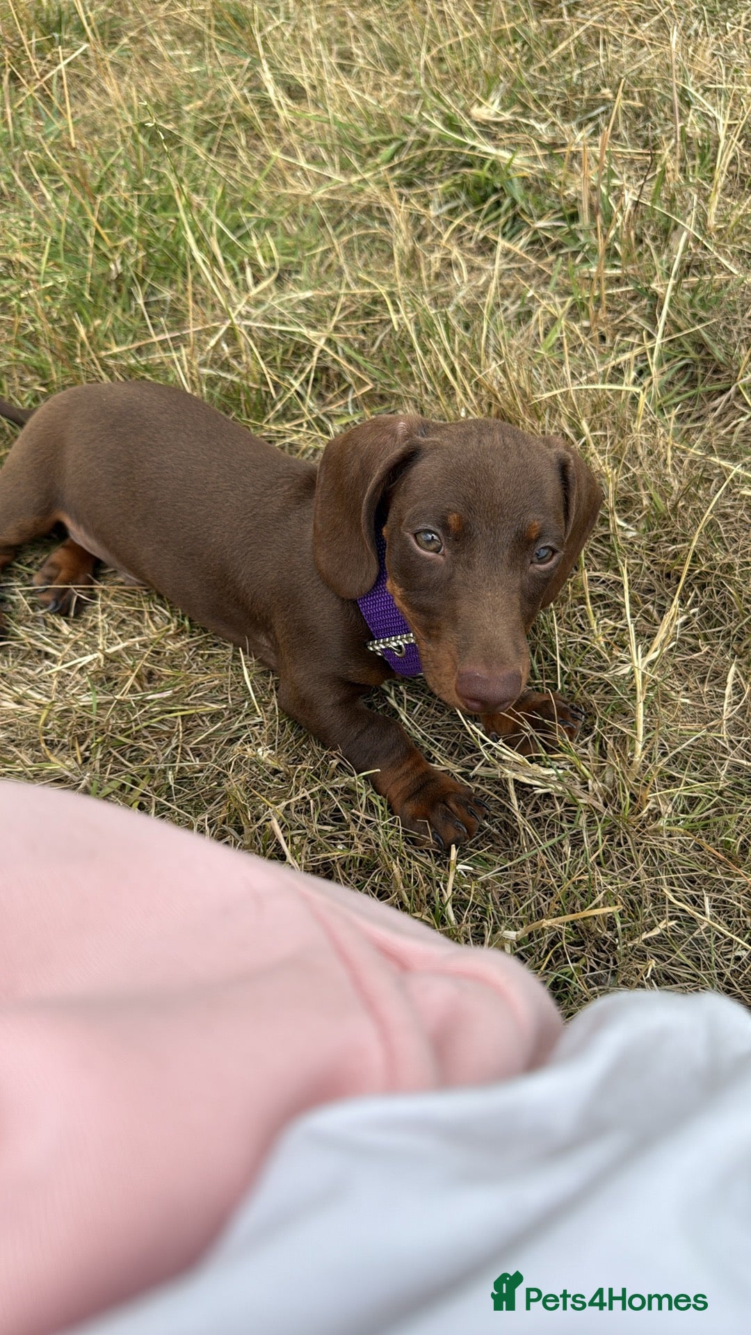 Dachshund dogs for sale: 2 dachshund needing a forever home   - Image 4