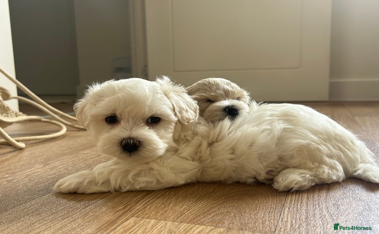 Maltipoo dogs - Advert 1