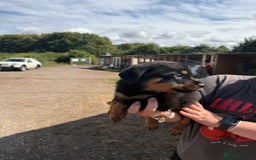 Rottweiler dogs for sale: beautiful pedigree rottweilers  - Image 18