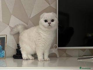 Scottish Fold cats Scottish fold and straight kittens - Advert 2