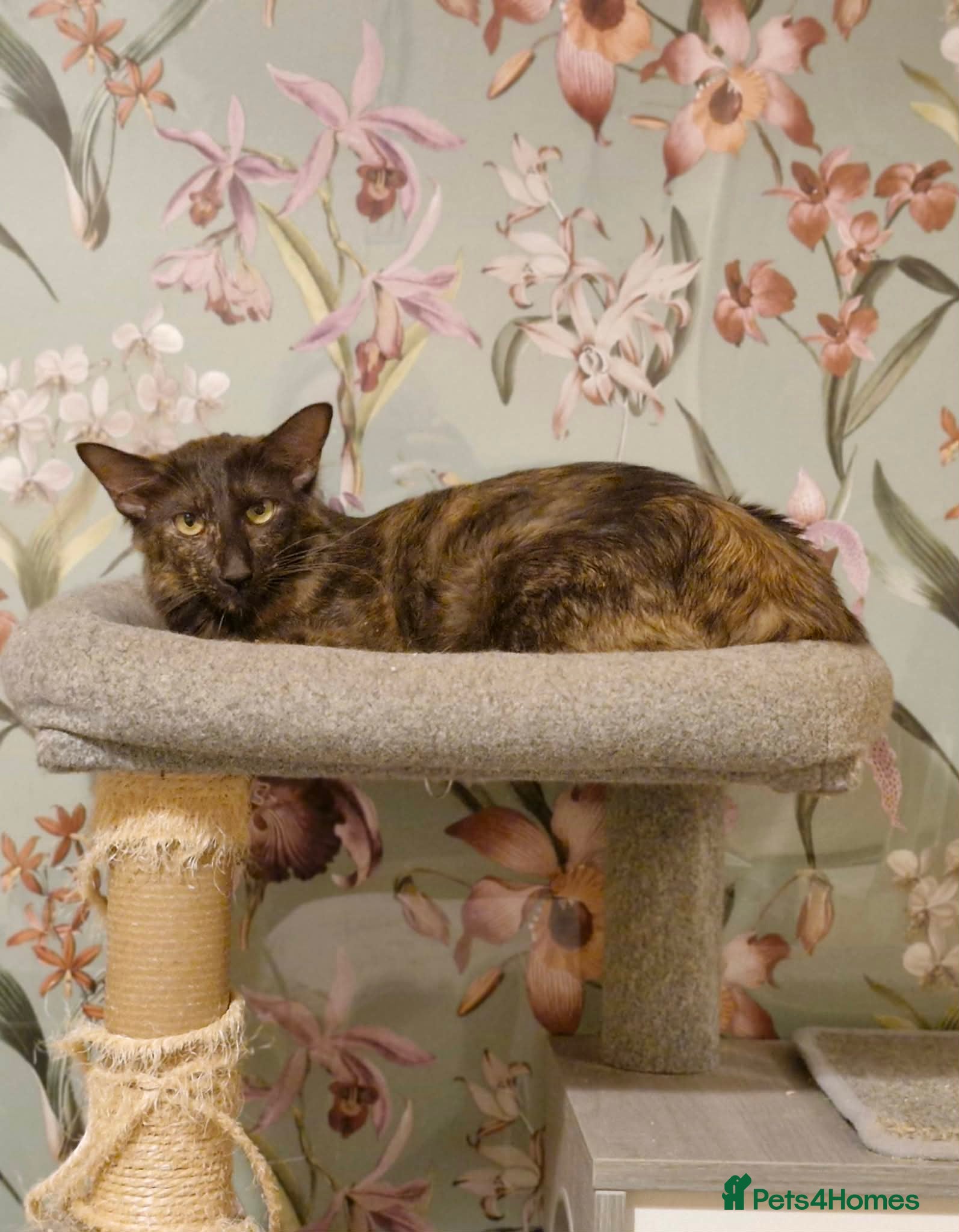 Oriental cats Beautiful Chocolate Tortie Oriental Longhair - Advert 2