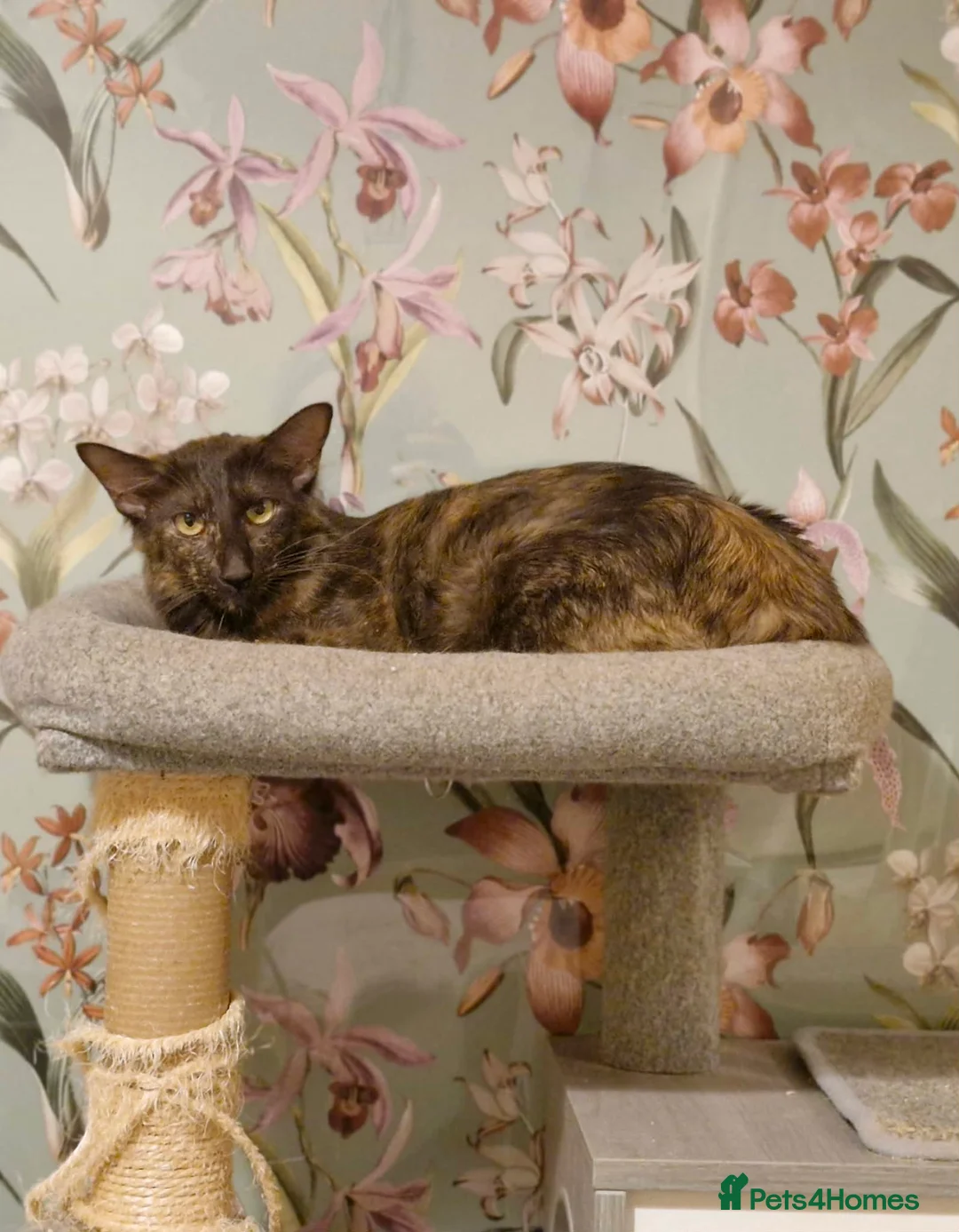 Oriental cats for sale: Beautiful Chocolate Tortie Oriental Longhair in Oswestry - Advert 2