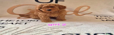 Cockapoo 2