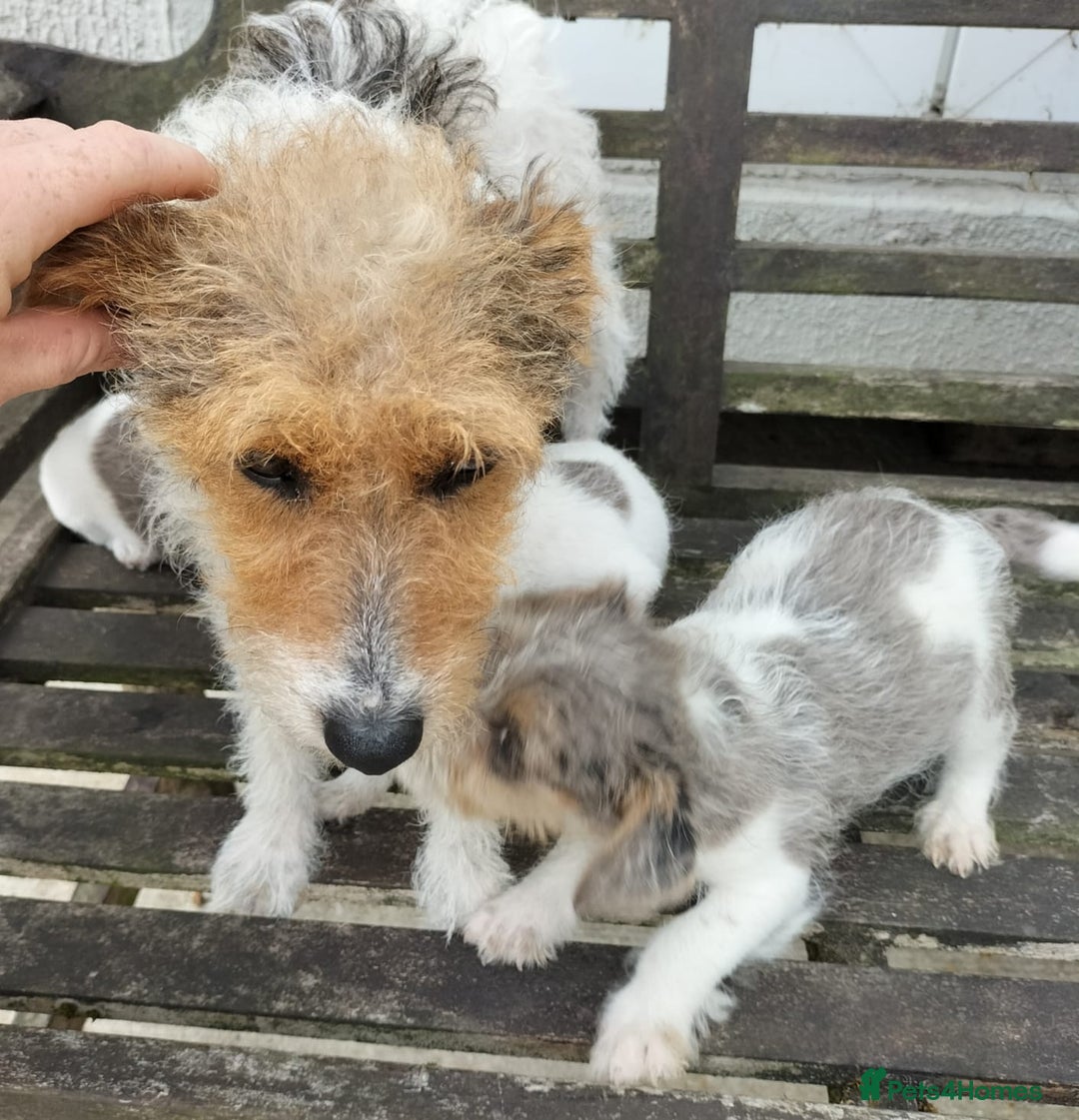 Jack Russell dogs for sale: Jackrussel  - Image 3