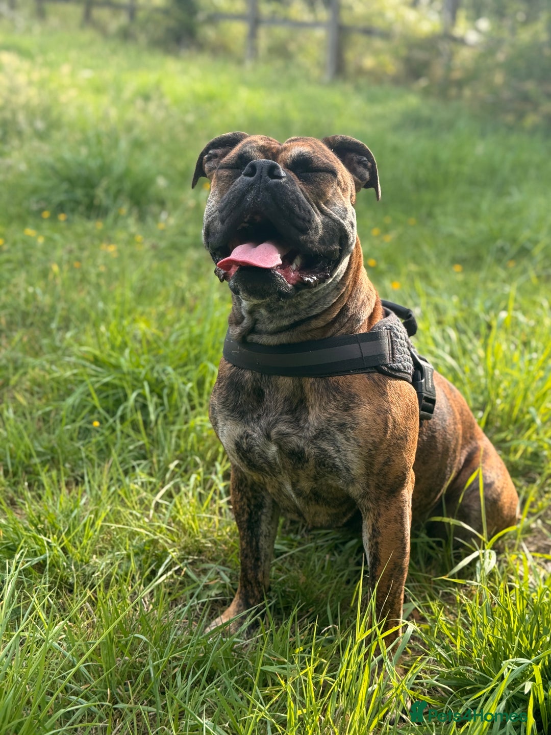 Olde English Bulldogge dogs for sale: Olde English bulldogge  - Image 5