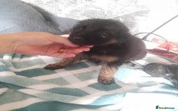 German Shepherd dogs for sale: Beautiful German shepherd pups - Image 18