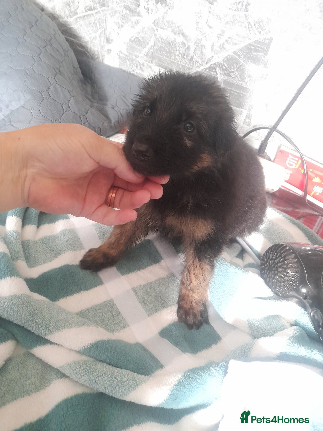German Shepherd dogs for sale: Beautiful German shepherd pups - Image 18