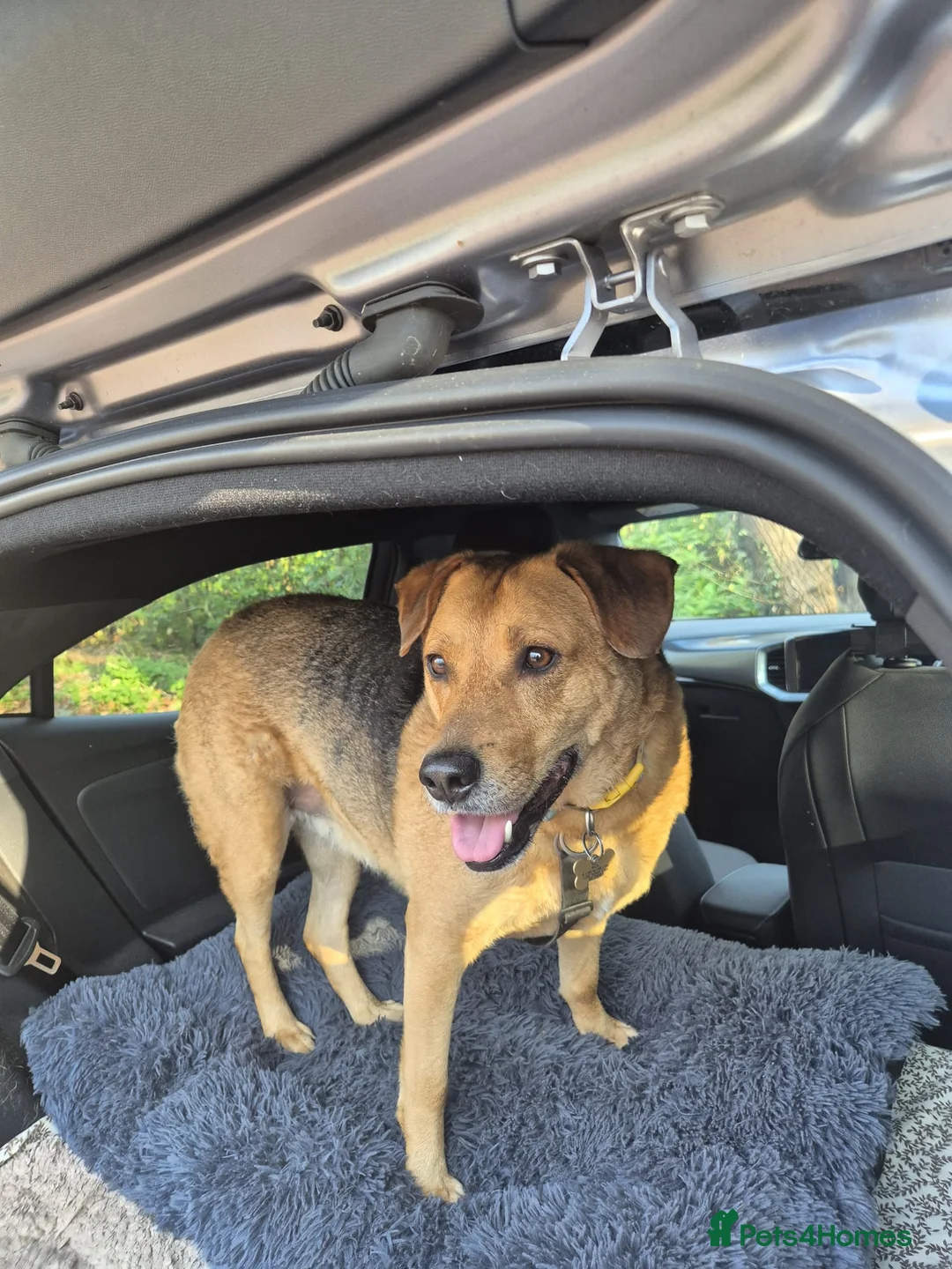 Mixed Breed dogs for adoption: SWEET TRINITY NEEDS A NEW HOME - Advert 1