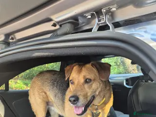 Mixed Breed dogs SWEET TRINITY NEEDS A NEW HOME - Advert 1