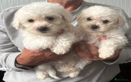 Bichon Frise dogs for sale: Pure Bred Bichon Frise Pups *REDUCED*  2 boys left - Image 1