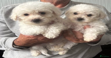 Bichon Frise dogs - Advert 8