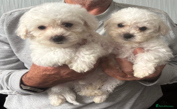 Bichon Frise dogs - Advert 1