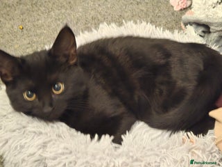 British Shorthair cats for sale: Female kitten - Advert 1