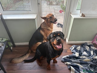 Mixed Breed dogs Shepweiler Puppies (GSD x Rottie) - Advert 4