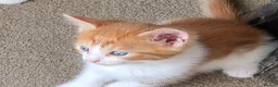 Mixed Breed cats for sale: Every Colour Imaginable! Bo's blue-eyed Beauties - Advert 8
