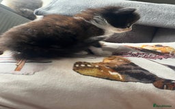 Mixed Breed cats for sale: Last two boys left! - Image 6