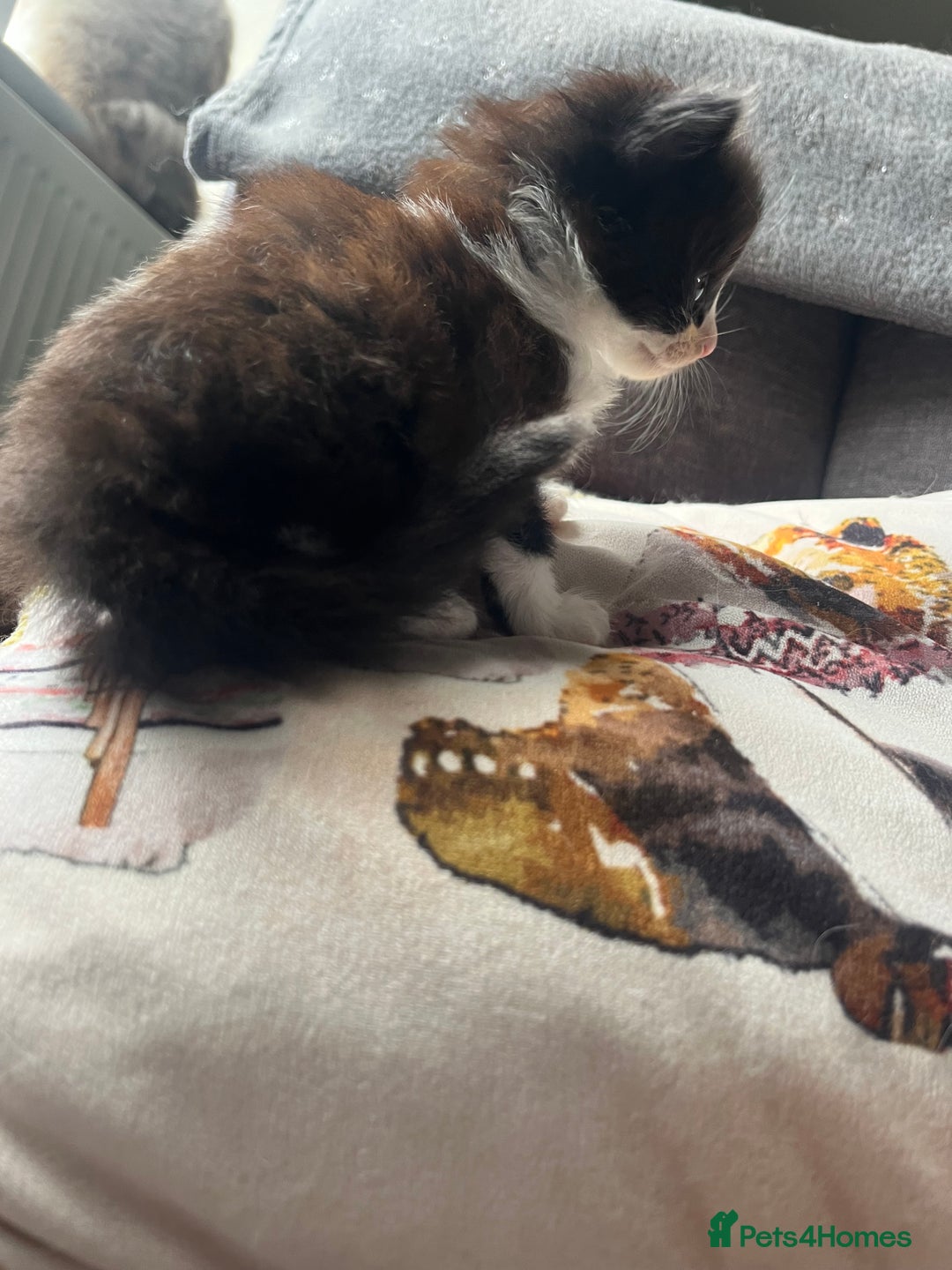 Mixed Breed cats for sale: Last two boys left! - Image 6
