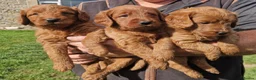 Labradoodle dogs for sale: DARK FOX RED LABRADOODLES - Advert 5