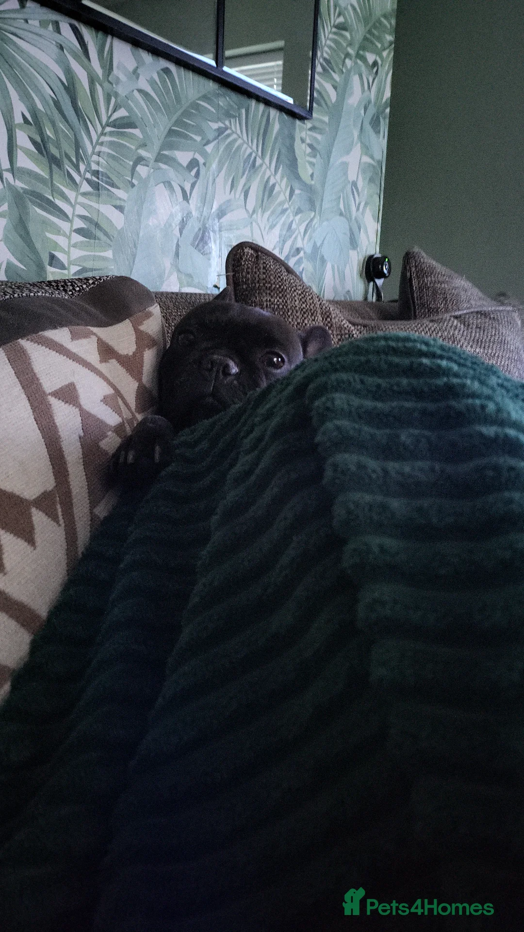 French Bulldog dogs for sale: Female french bulldog - Advert 4