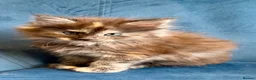 Maine Coon cats for sale: XL MAINE COON KITTENS UNIQUE COLOUR XL BLOODLINE - Advert 4