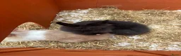 Lionhead rabbits for sale: 2 male lion head rabbits  - Advert 3