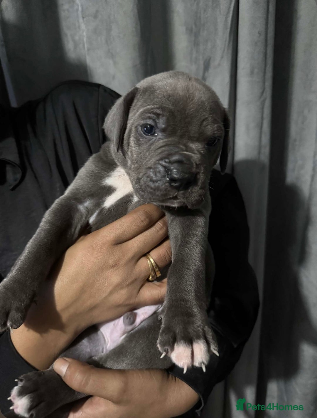Mixed Breed dogs for sale: Cane Corso x Great Dane pups !! 7 available !! - Image 5