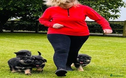 German Shepherd dogs for sale: TOP QUALITY GERMAN SHEPHERD LITTERS - Image 7