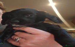 Cocker Spaniel dogs for sale: KC REGISTERED COCKER SPANIEL WORKING LINE PUPS  - Image 13