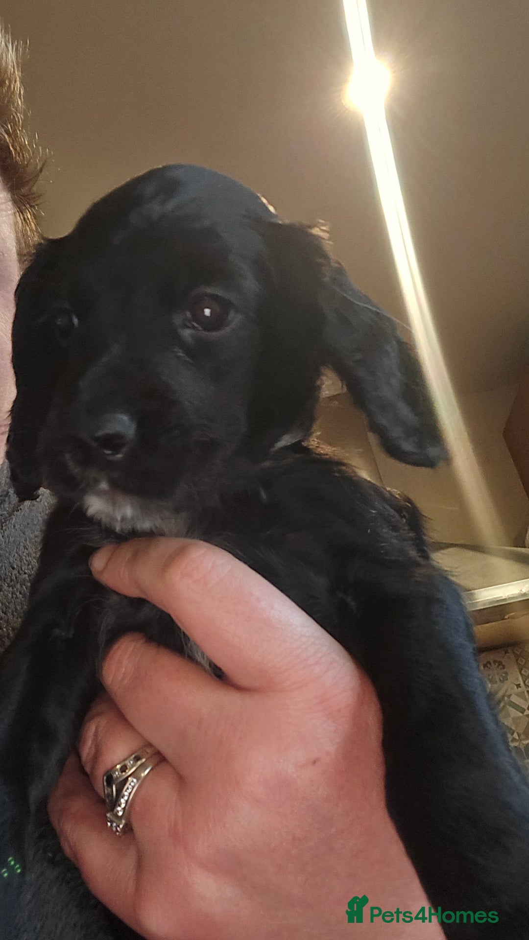Cocker Spaniel dogs for sale: KC REGISTERED COCKER SPANIEL WORKING LINE PUPS  - Image 13