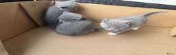 British Longhair cats for sale: 4 British Blue Shorthair Kittens For New Home Soon - Advert 10