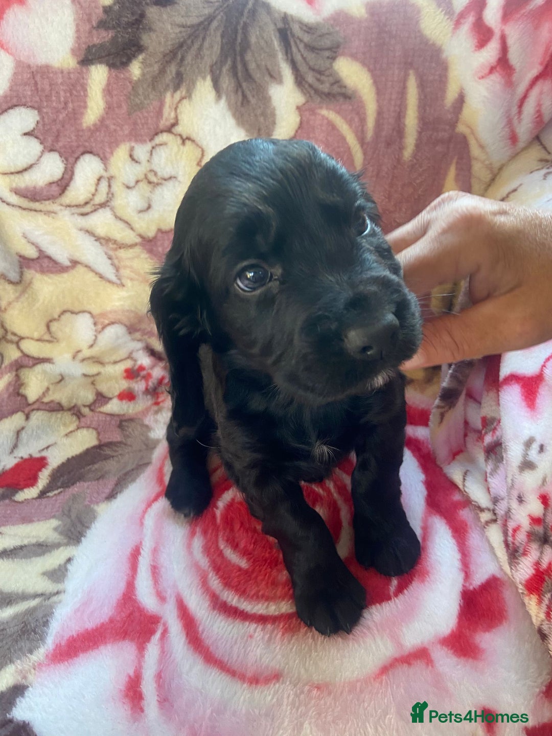 Cocker Spaniel dogs for sale: working type Cocker spaniel puppies available  - Image 14