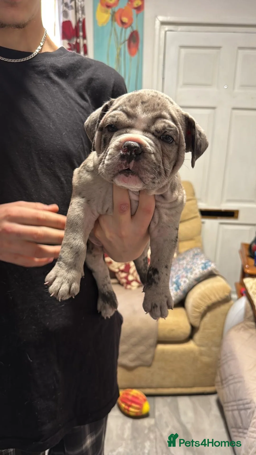 American Bully dogs for sale: Stunning Pocket Bully Puppies in Shrewsbury - Advert 2