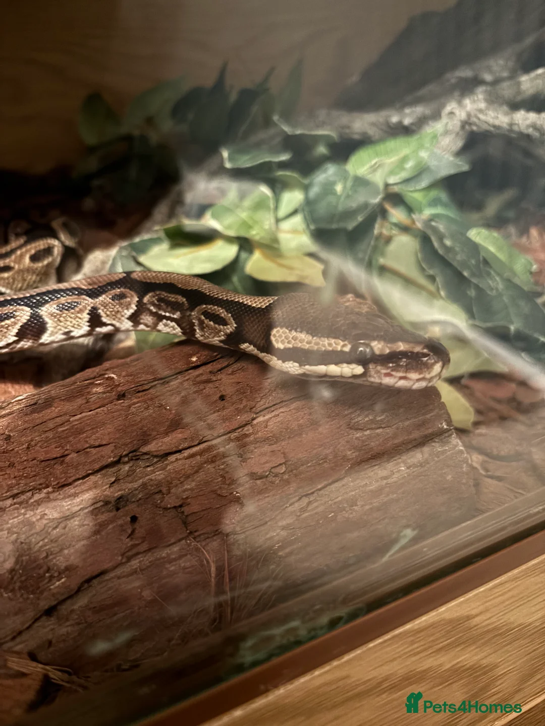 Python Snake reptiles for sale: Royal python  in Fakenham - Advert 2