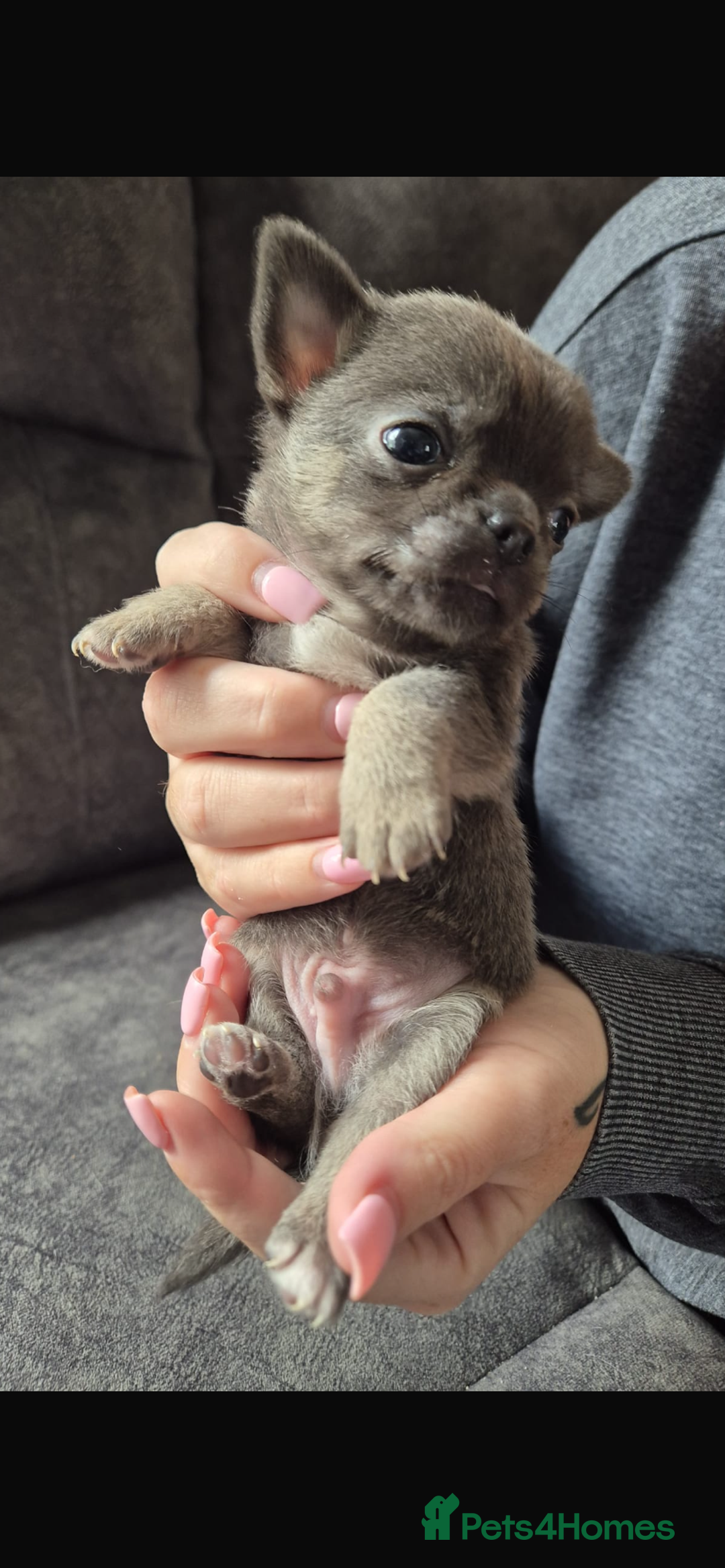 Chihuahua dogs for sale: 2 chihuahua puppies ready the 22/9/25  - Image 3