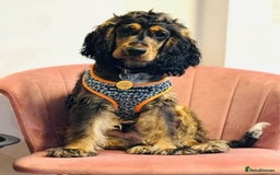 Cocker Spaniel dogs for sale: 2 x Show cocker spaniels (Red) - Image 23