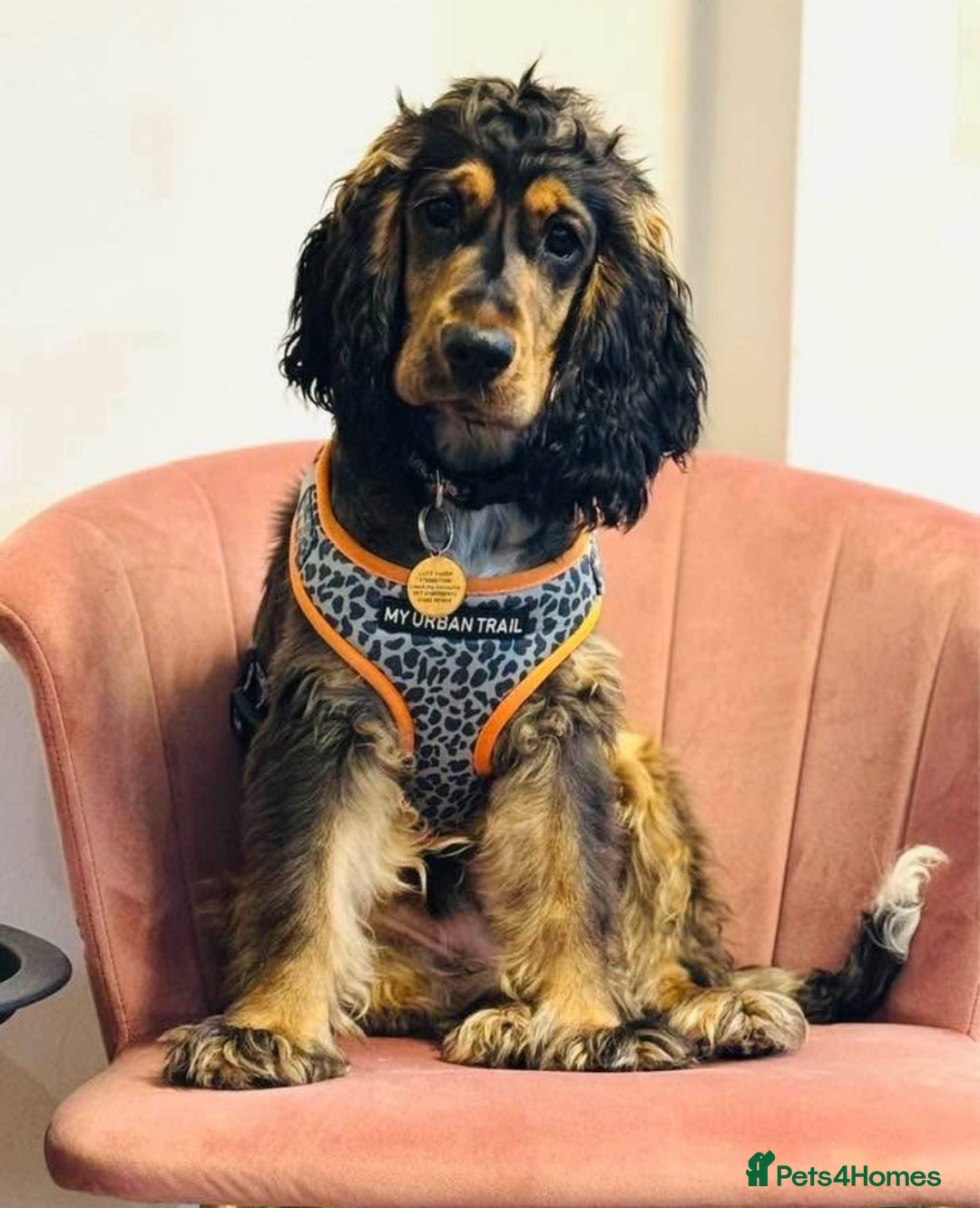 Cocker Spaniel dogs for sale: 2 x Show cocker spaniels (Red) - Image 23