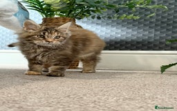 Maine Coon cats for sale: Beautiful Maine Coon Female - Advert 3