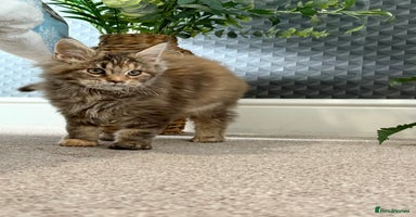 Maine Coon cats Beautiful Maine Coon Female - Advert 7