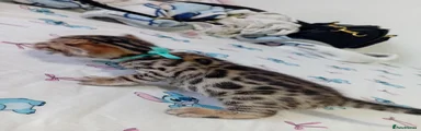 Bengal 2