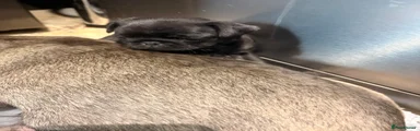 Pug 2