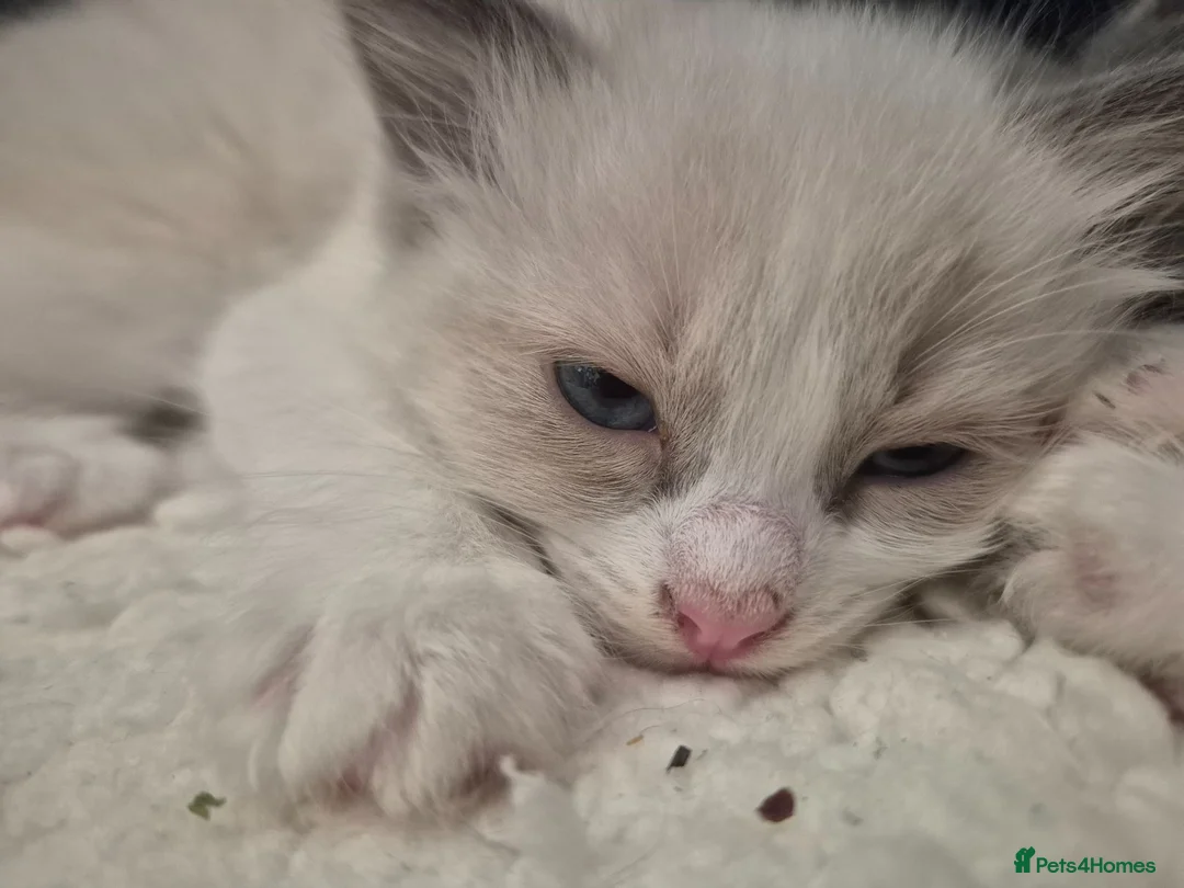 Ragdoll cats for sale: Beautiful Bi-Colour Ragdoll's - Advert 18
