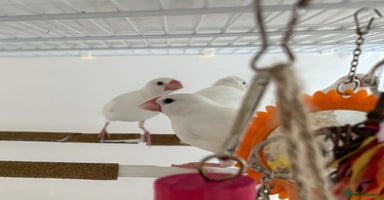 Finches birds - Advert 8