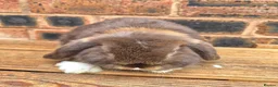 Mini Lop rabbits for sale: Friendly Handled Mini Lop Boy - Advert 3