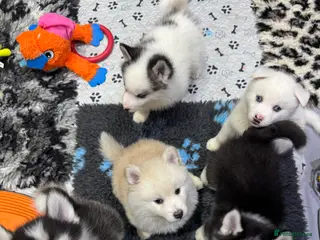 Pomsky dogs F2 Pomsky Puppies – Luna’s Pride Litter - Advert 2