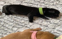 Labrador Retriever dogs for sale: Labrador puppies  - Image 5
