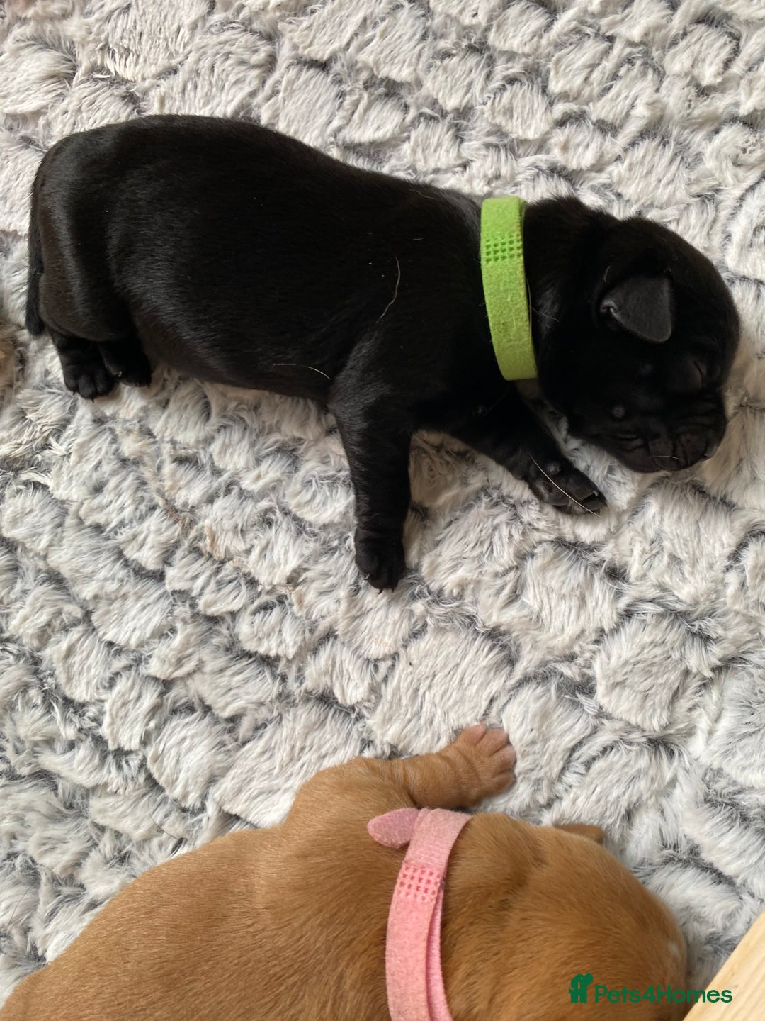 Labrador Retriever dogs for sale: Labrador puppies  - Image 5