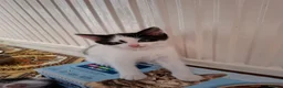 Mixed Breed cats for sale: Litter of 5 kittens for sale in Corby - Advert 6