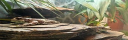 Frog reptiles for sale: Amazon Milk Frog - Advert 6