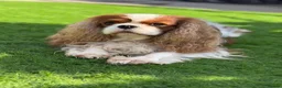 Cavalier King Charles Spaniel dogs for stud: Stunning Blenheim CKCS STUD boy - Advert 8